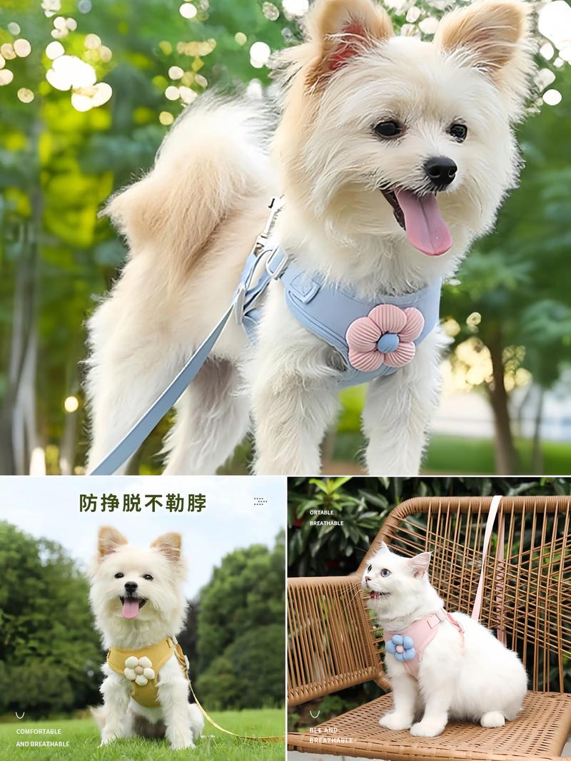 如何给狗狗挑选健康零食